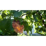 來自這款手機的圖片