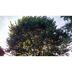 來自這款手機的圖片