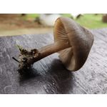 ФОТКИ СНЯТЫЕ ДАННЫМ МОБИЛЬНИКОМ