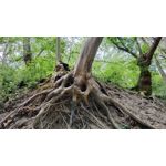 FOTOS AUS DIESEM HANDY