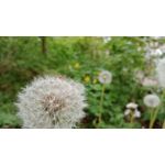 FOTOS AUS DIESEM HANDY