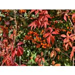 Foto's van de gebruikers Vivo X100 Ultra