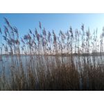 FOTO FATTE CON QUESTO TELEFONO