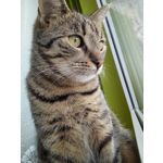 Pictures by this phone Wiko Lenny 3