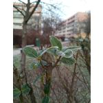 Pictures by this phone Wiko Lenny 3