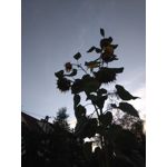 FOTO FATTE CON QUESTO TELEFONO