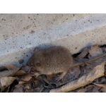 FOTO FATTE CON QUESTO TELEFONO