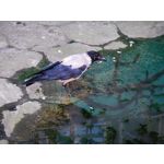 用户照片 Xiaomi 12S Ultra