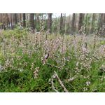 来自这款手机的图片