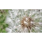 PICTURES FROM THIS PHONE