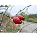 Selbst von Nutzern gemachte Bilder Xiaomi Mi 8 Youth