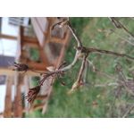 FOTO FATTE CON QUESTO TELEFONO