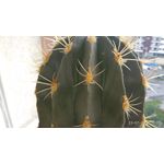 Фотографии пользователя Xiaomi Mi Max Prime Фотографии пользователя Xiaomi Mi Max Prime