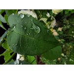 PICTURES FROM THIS PHONE PICTURES FROM THIS PHONE