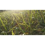 來自這款手機的圖片