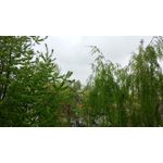 Pictures by this phone Xiaomi Mi5 High