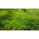 Pictures by this phone Xiaomi Mi5 High