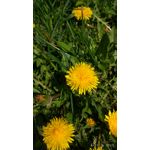 Pictures by this phone Xiaomi Mi5 High