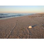 Pictures by this phone Xiaomi Mi5 High