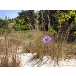 Pictures by this phone Xiaomi Mi5 High