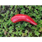 來自這款手機的圖片