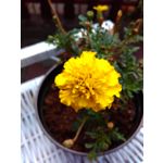 Fotos de usuários Xiaomi Redmi 2 Prime Fotos de usuários Xiaomi Redmi 2 Prime