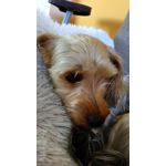 Fotos de usuários Xiaomi Redmi 2 Prime Fotos de usuários Xiaomi Redmi 2 Prime