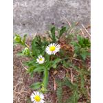 Fotos de usuários Xiaomi Redmi 2 Prime Fotos de usuários Xiaomi Redmi 2 Prime