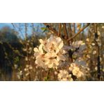 PICTURES FROM THIS PHONE