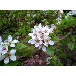 Imágenes de los usuarios Xiaomi Redmi 4 High Edition