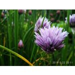 ФОТКИ СНЯТЫЕ ДАННЫМ МОБИЛЬНИКОМ