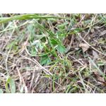 FOTO'S VAN DEZE TELEFOON