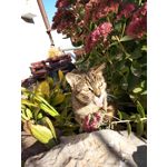 FOTO'S VAN DEZE TELEFOON