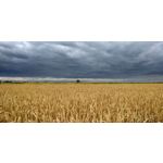 Pictures by this phone Xiaomi Redmi 5