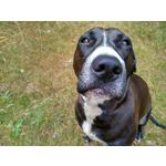 Pictures by this phone Xiaomi Redmi 5