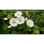 Pictures by this phone Xiaomi Redmi 5