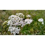 Pictures by this phone Xiaomi Redmi 5