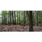 FOTO FATTE CON QUESTO TELEFONO