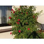 FOTO FATTE CON QUESTO TELEFONO