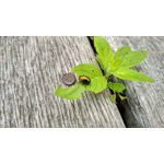 Pictures by this phone Xiaomi Redmi 5