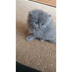 Foto's van de gebruikers Xiaomi Redmi Note 3 Snapdragon