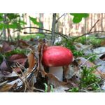 Foto's van de gebruikers Xiaomi Redmi Note 3 Snapdragon