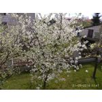 Foto's van de gebruikers Xiaomi Redmi Note 3 Snapdragon