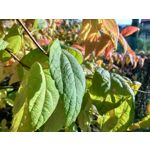 Foto's van de gebruikers Xiaomi Redmi Note 3 Snapdragon