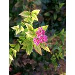 Foto's van de gebruikers Xiaomi Redmi Note 3 Snapdragon