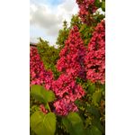 來自這款手機的圖片