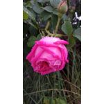 來自這款手機的圖片