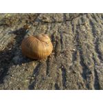 來自這款手機的圖片