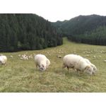 PHOTOS FAITES AVEC CE SMARTPHONE