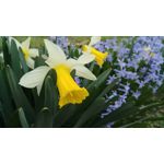 Pictures by this phone Xiaomi Redmi Pro